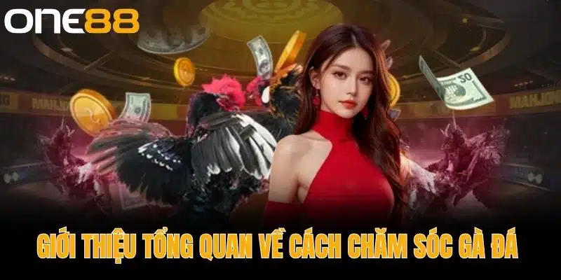 Giới thiệu tổng quan về cách chăm sóc gà đá 