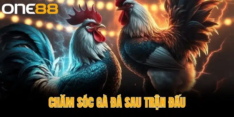 Chăm sóc gà đá sau trận đấu