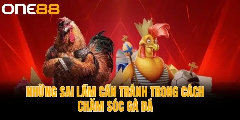 Những sai lầm cần tránh trong cách chăm sóc gà đá
