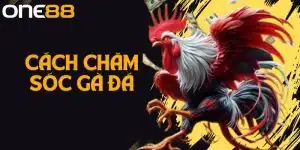 Hướng Dẫn Cách Chăm Sóc Gà Đá Hiệu Quả Từ Chuyên Gia One88