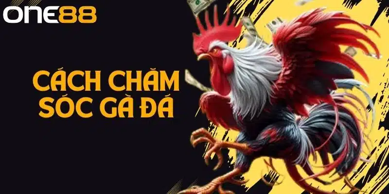 Hướng Dẫn Cách Chăm Sóc Gà Đá Hiệu Quả Từ Chuyên Gia One88
