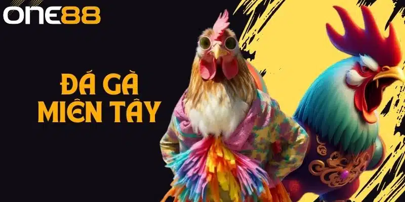 Đá Gà Miền Tây Là Gì? Những Lưu Ý Khi Tham Gia Đá Gà One88