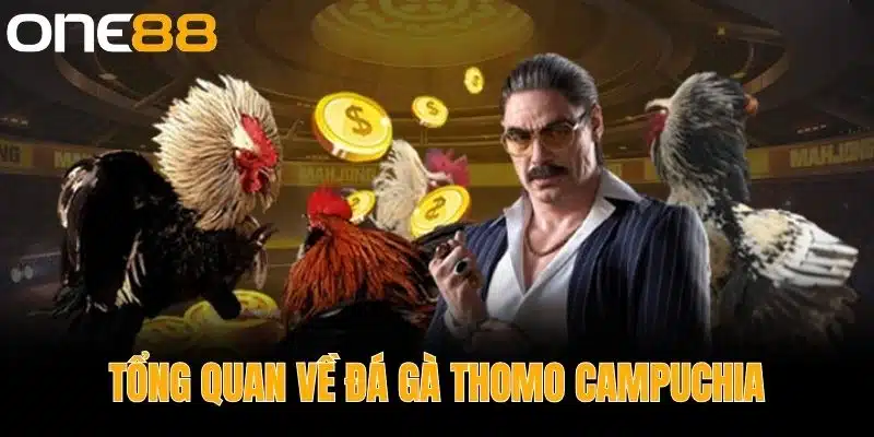 Tổng Quan về Đá Gà Thomo Campuchia