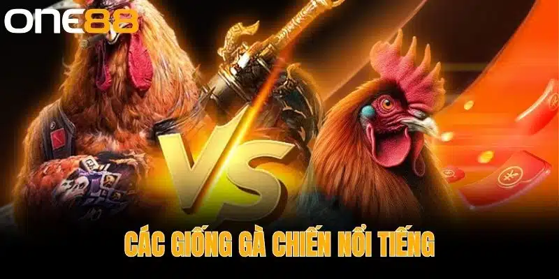 Các Giống Gà Chiến Nổi Tiếng