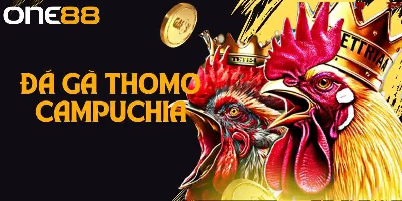 Khám Phá Thế Giới Đá Gà Thomo Campuchia Thú Vị Tại One88